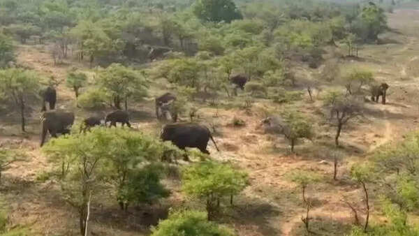 Elephant herd blocks bus in Bengaluru