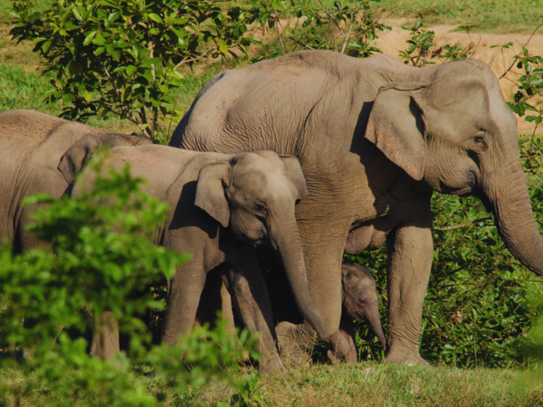 Asiatic elephants