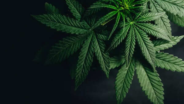 marijuana 2