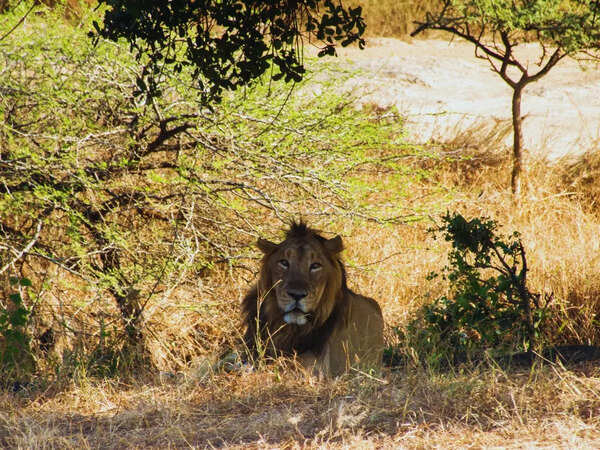 Lion