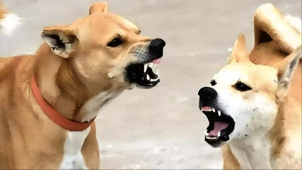 stray dog attack