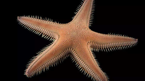 Starfish