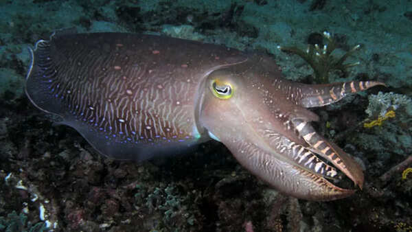 Cuttlefish