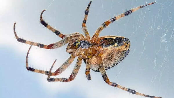 Spiders