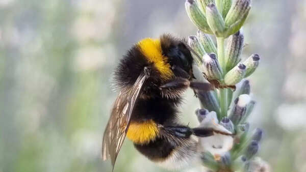 Bumblebees