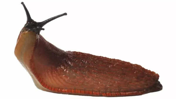 Slugs