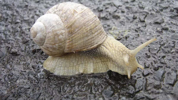 Snails