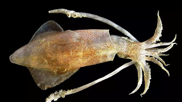 Squids