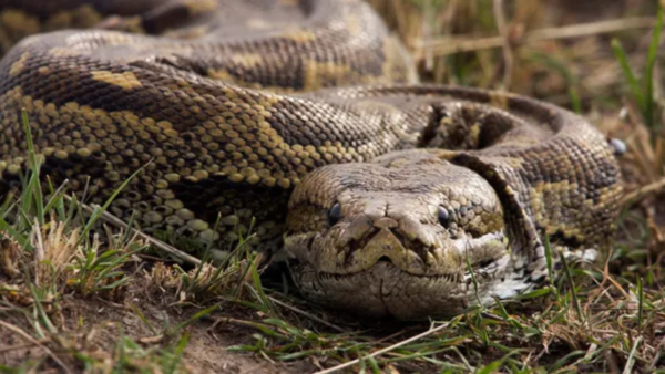 Where do Papuan olive pythons live