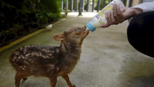 Rarest Deer Species In The World