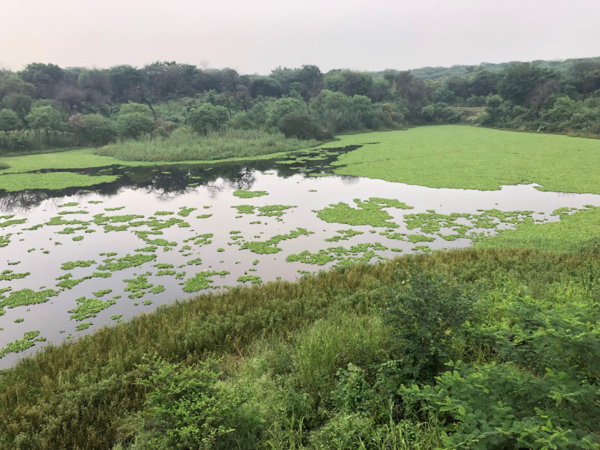 Sanjay Van