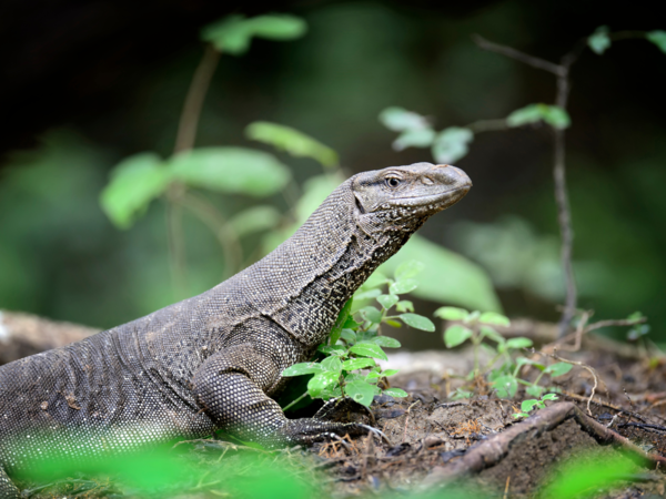 Monitor Lizard