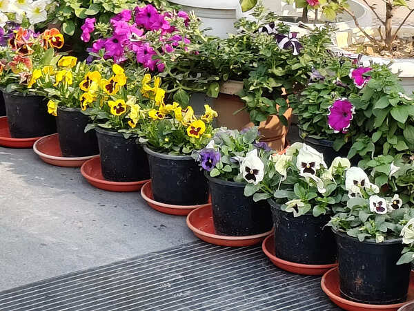 Samsung Galaxy A56 camera sample 5