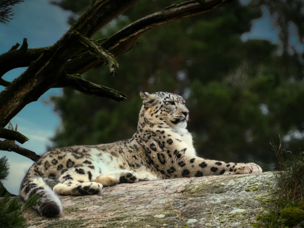 Snow leopard