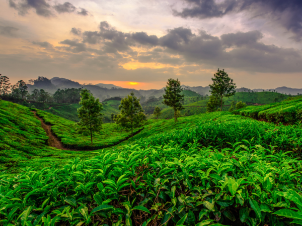 munnar in May