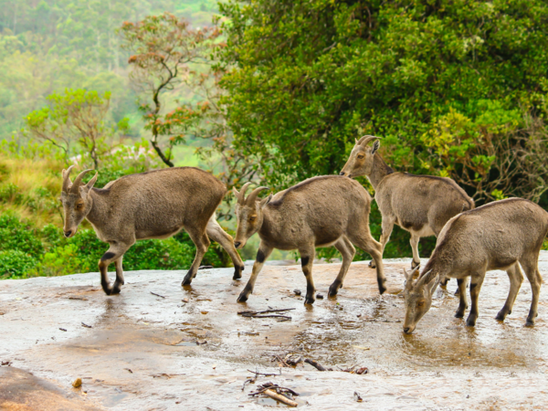 Nilgiri tahr