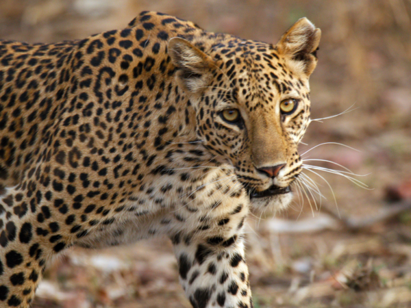 Tiger in Panna national park