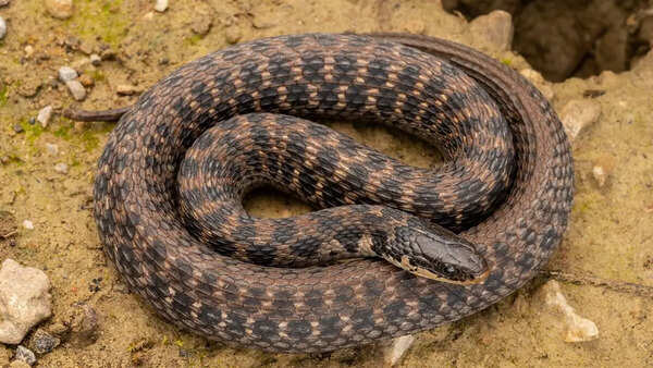 Kirtland's snake