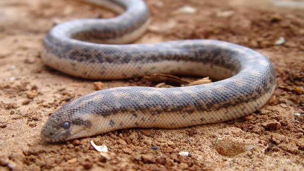 Sand boas