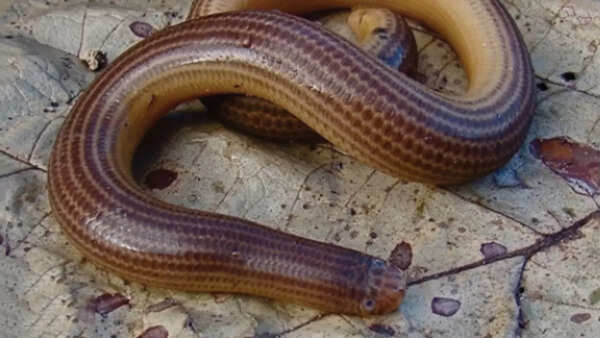 South American striped blind snake
