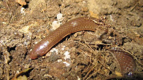 The worm snake
