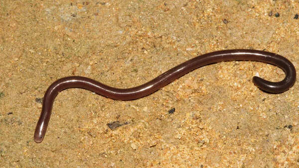 Brahminy blind snakes