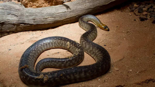 Woma python
