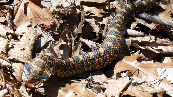 Hognose snake