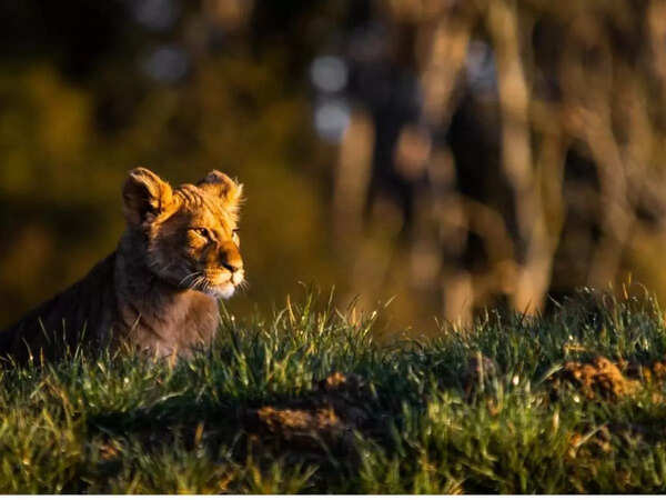 safari