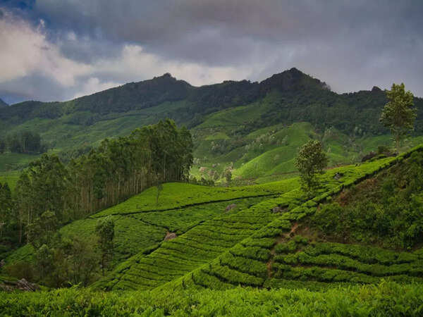 Munnar, Kerala