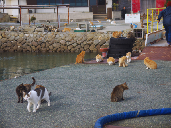 cat island