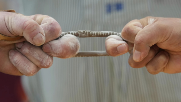Origin of Fingerhakeln: The painful game that became a national sport