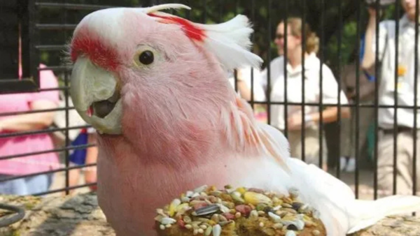 Image credits: Brookfield Zoo A Parrot who rewrote the record books