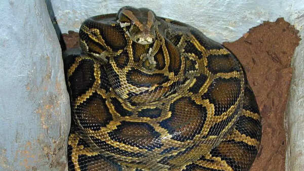 Burmese python