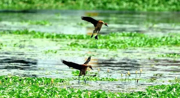 TOI