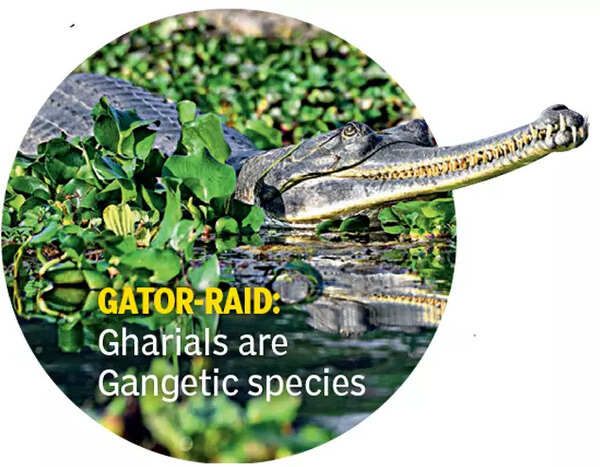 Gator-raid