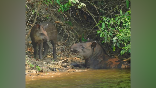 Mother tapir and her calf in Cunhambebe State Park in the state of Rio de Janeiro