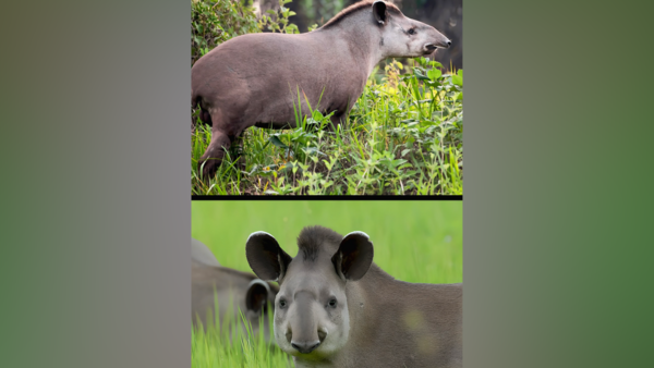 Rediscovery of tapirs became possible due to sustained efforts at environmental conservation