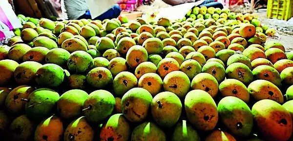 Konkan mangoes