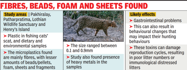 cat poop reveals plastic peril