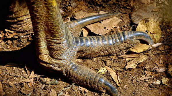 Cassowary's claws