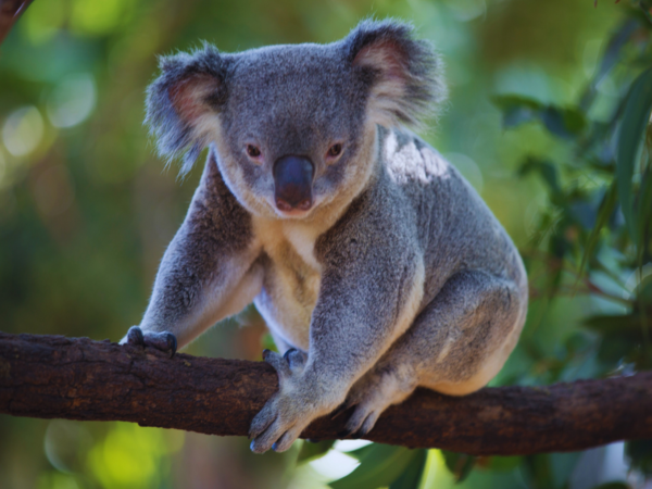 koala