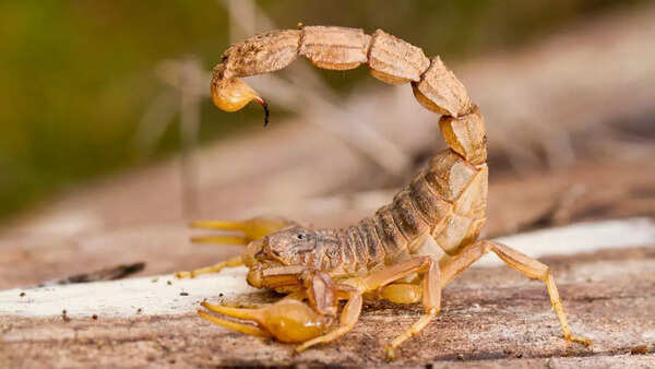 Palestinian yellow scorpion