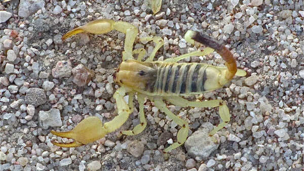 Palestinian yellow scorpion