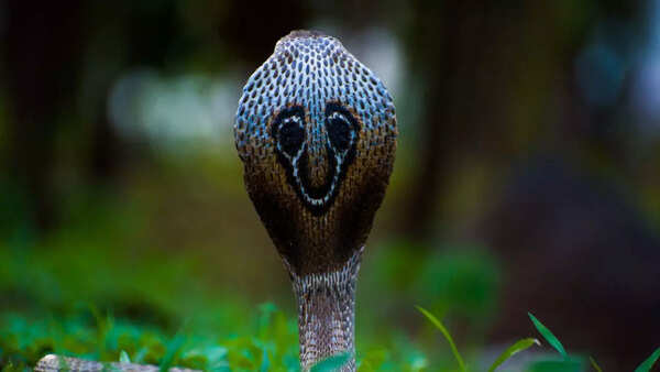King Cobra