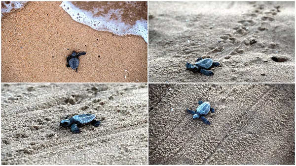 Turtles-2