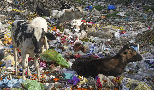 New Delhi: Cows at a garbage dumping site on Earth Day 2025, in east Delhi. Eart...