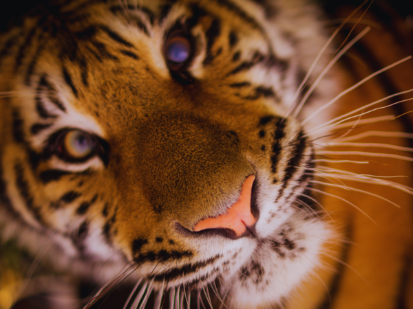 tiger photography