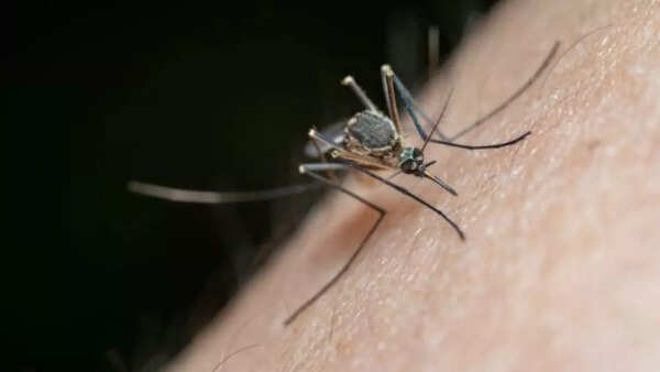 Image credits: Getty Images Chikungunya spreads by bites of infected mosquitoes