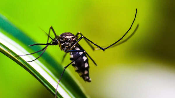 Photo: Pixabay Dubai Municipality Mosquito Smart Trap